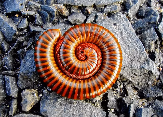 Hai hung 7 loai dong vat tai Viet Nam doc to cuc manh-Hinh-6