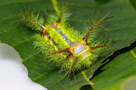 Hai hung 7 loai dong vat tai Viet Nam doc to cuc manh-Hinh-7