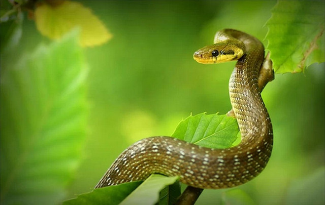 Tết này 4 con giáp sau đây ấm no nhất vùng - Hình 8 Tet nay 4 con giap sau day am no nhat vung-Hinh-8