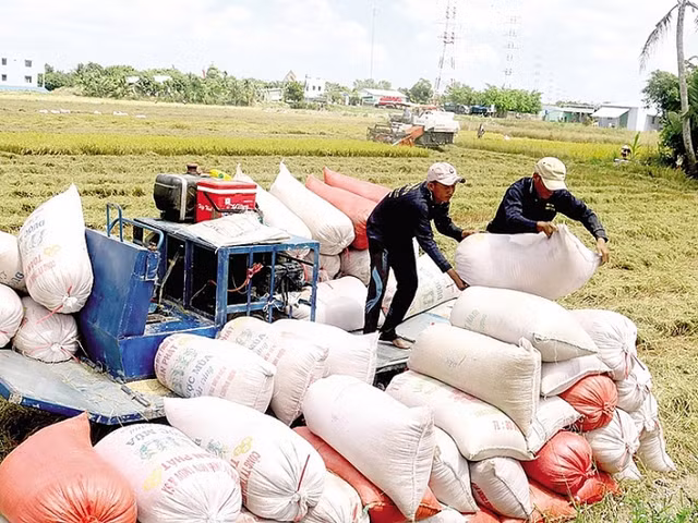 Thu tuong yeu cau tam dung ky hop dong xuat khau gao moi