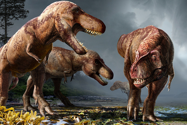 Quái vật T-rex thực chất chỉ là loài chuyên 'cắn trộm' để tồn tại - Hình 6 Quai vat T-rex thuc chat chi la loai chuyen 'can trom' de ton tai-Hinh-6