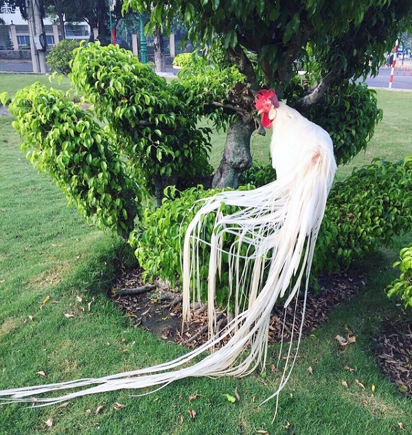 Tình cờ bắt được gà Onagadori mà tưởng phượng hoàng trắng Tinh co bat duoc ga Onagadori ma tuong phuong hoang trang