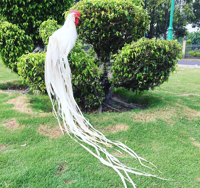 Tình cờ bắt được gà Onagadori mà tưởng phượng hoàng trắng - Hình 3 Tinh co bat duoc ga Onagadori ma tuong phuong hoang trang-Hinh-3
