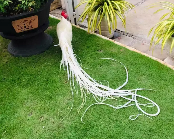 Tình cờ bắt được gà Onagadori mà tưởng phượng hoàng trắng - Hình 5 Tinh co bat duoc ga Onagadori ma tuong phuong hoang trang-Hinh-5