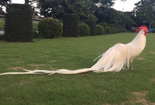 Tinh co bat duoc ga Onagadori ma tuong phuong hoang trang-Hinh-12