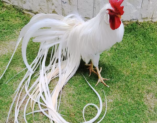 Tinh co bat duoc ga Onagadori ma tuong phuong hoang trang-Hinh-7