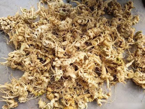 Loai cay dai nhung bo re co cuc quy hiem, gia hang tram trieu dong