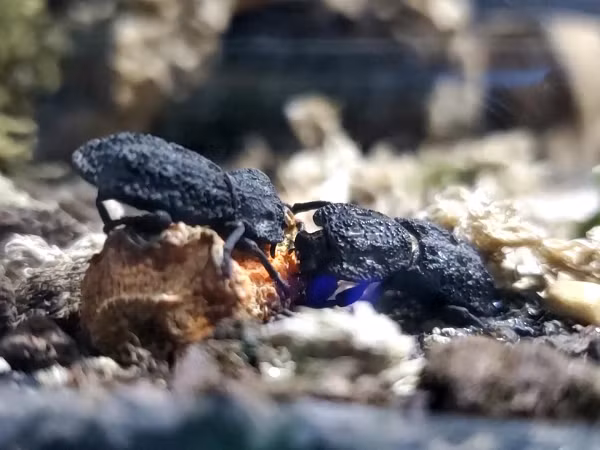 Loai bo dac biet duoc nghien cuu de tao ra vat lieu chong va dap-Hinh-9