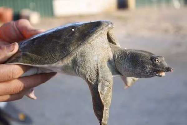 Trao luu nuoi 'thuy quai' ba ba giup kiem bon tien-Hinh-6