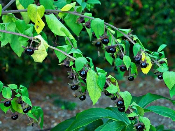 Những loài cây rực rỡ nhưng cực độc, có thể mất mạng - Hình 10 Nhung loai cay ruc ro nhung cuc doc, co the mat mang-Hinh-10