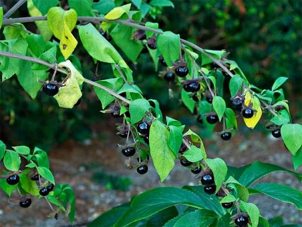 Nhung loai cay ruc ro nhung cuc doc, co the mat mang-Hinh-10