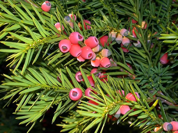 Nhung loai cay ruc ro nhung cuc doc, co the mat mang-Hinh-6