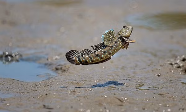 Loai ca song khoe tren can, leo cay cuc linh hoat-Hinh-4