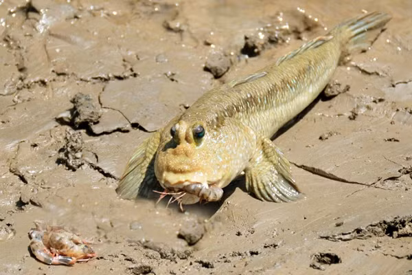 Loai ca song khoe tren can, leo cay cuc linh hoat-Hinh-12