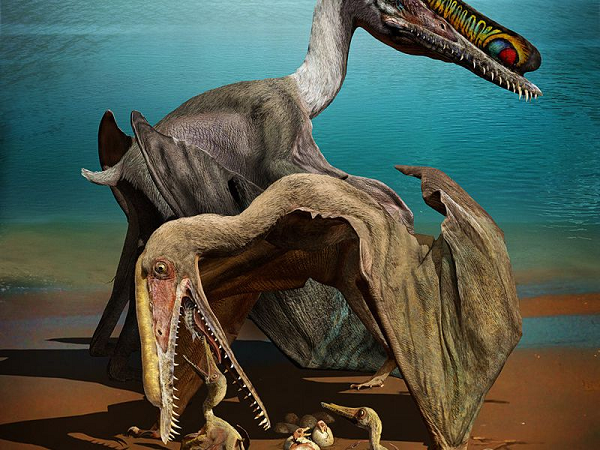 Sửng sốt thằn lằn bay Ptero biết cất cánh ngay khi chào đời - Hình 10 Sung sot than lan bay Ptero biet cat canh ngay khi chao doi-Hinh-10