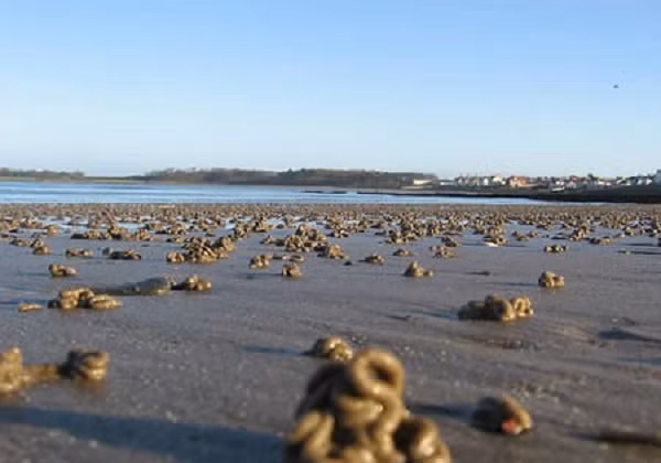 Su that ve cac con mua dong vat ky quai nhat the gioi-Hinh-7