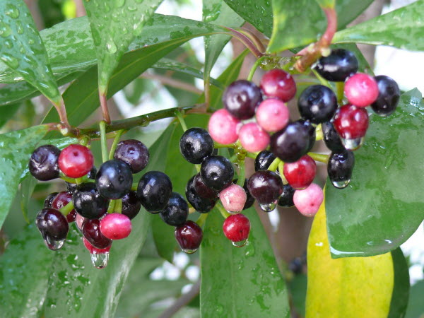 Cơm nguội - loại cây quen thuộc giúp trị nhiều bệnh ít ai biết - Hình 4 Com nguoi - loai cay quen thuoc giup tri nhieu benh it ai biet-Hinh-4