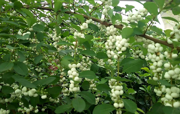 Cơm nguội - loại cây quen thuộc giúp trị nhiều bệnh ít ai biết - Hình 2 Com nguoi - loai cay quen thuoc giup tri nhieu benh it ai biet-Hinh-2