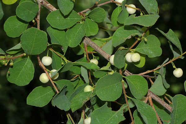 Cơm nguội - loại cây quen thuộc giúp trị nhiều bệnh ít ai biết - Hình 6 Com nguoi - loai cay quen thuoc giup tri nhieu benh it ai biet-Hinh-6