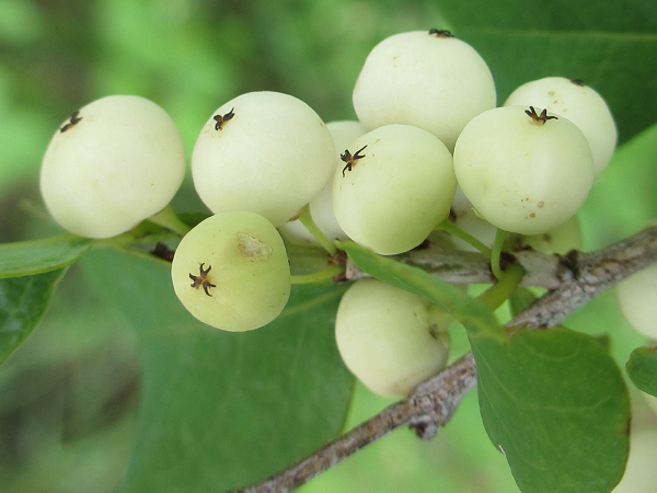 Cơm nguội - loại cây quen thuộc giúp trị nhiều bệnh ít ai biết - Hình 10 Com nguoi - loai cay quen thuoc giup tri nhieu benh it ai biet-Hinh-10