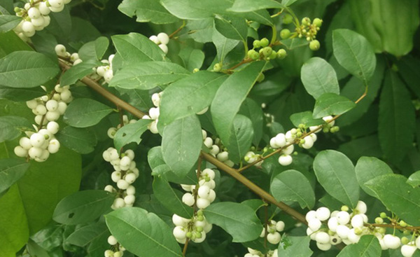 Cơm nguội - loại cây quen thuộc giúp trị nhiều bệnh ít ai biết - Hình 12 Com nguoi - loai cay quen thuoc giup tri nhieu benh it ai biet-Hinh-12