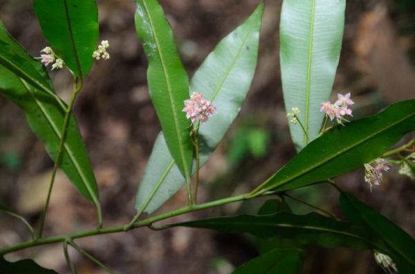 Cơm nguội - loại cây quen thuộc giúp trị nhiều bệnh ít ai biết - Hình 11 Com nguoi - loai cay quen thuoc giup tri nhieu benh it ai biet-Hinh-11