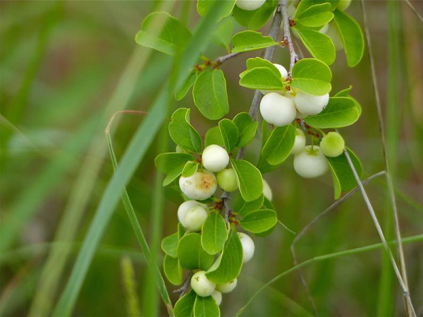 Cơm nguội - loại cây quen thuộc giúp trị nhiều bệnh ít ai biết - Hình 7 Com nguoi - loai cay quen thuoc giup tri nhieu benh it ai biet-Hinh-7