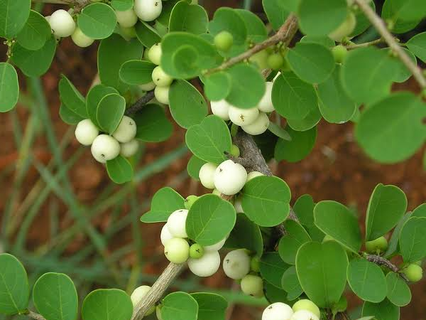 Cơm nguội - loại cây quen thuộc giúp trị nhiều bệnh ít ai biết - Hình 3 Com nguoi - loai cay quen thuoc giup tri nhieu benh it ai biet-Hinh-3