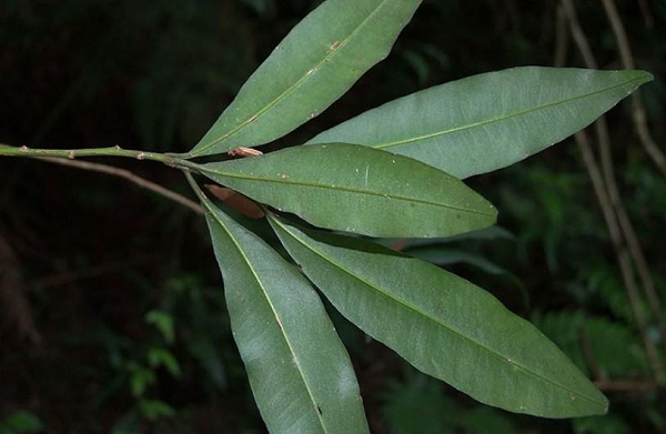 Cơm nguội - loại cây quen thuộc giúp trị nhiều bệnh ít ai biết - Hình 9 Com nguoi - loai cay quen thuoc giup tri nhieu benh it ai biet-Hinh-9