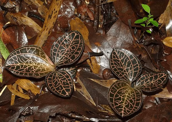 Loai thao moc sieu hiem gia hang trieu dong mot kg-Hinh-11