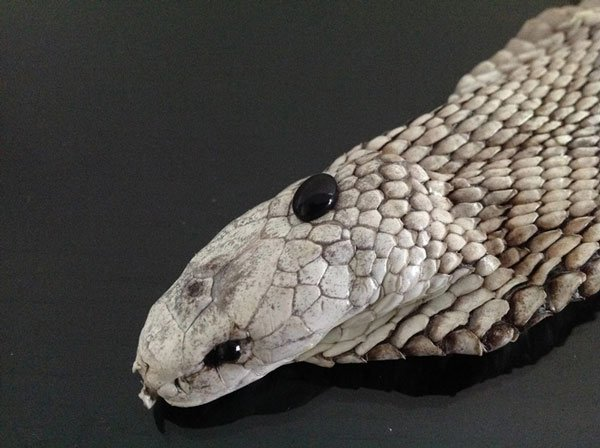 Công dụng thần kỳ của viên “ngọc đen” trên đầu rắn hổ mang - Hình 9 Cong dung than ky cua vien “ngoc den” tren dau ran ho mang-Hinh-9