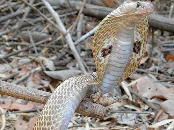 Công dụng thần kỳ của viên “ngọc đen” trên đầu rắn hổ mang - Hình 5 Cong dung than ky cua vien “ngoc den” tren dau ran ho mang-Hinh-5