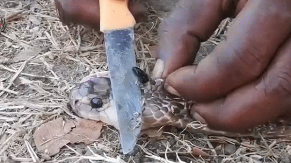 Công dụng thần kỳ của viên “ngọc đen” trên đầu rắn hổ mang - Hình 10 Cong dung than ky cua vien “ngoc den” tren dau ran ho mang-Hinh-10