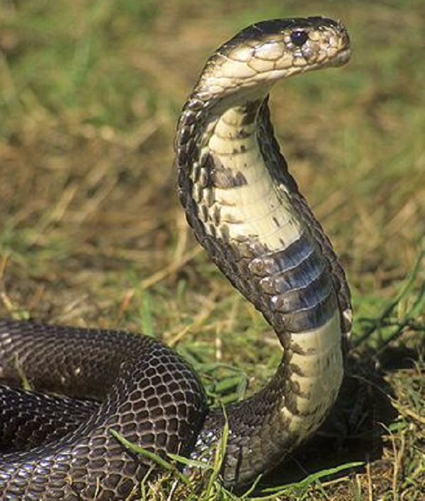 Công dụng thần kỳ của viên “ngọc đen” trên đầu rắn hổ mang - Hình 7 Cong dung than ky cua vien “ngoc den” tren dau ran ho mang-Hinh-7