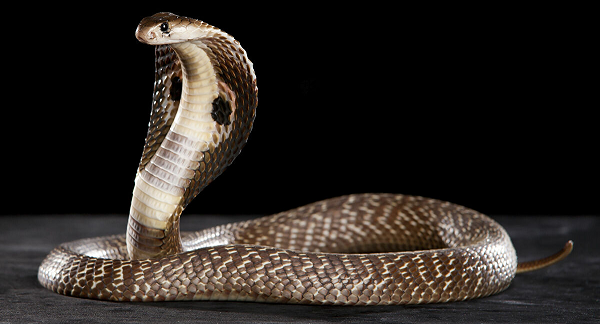 Công dụng thần kỳ của viên “ngọc đen” trên đầu rắn hổ mang - Hình 8 Cong dung than ky cua vien “ngoc den” tren dau ran ho mang-Hinh-8