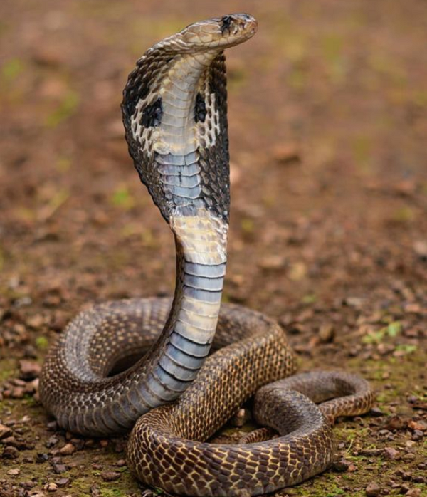 Công dụng thần kỳ của viên “ngọc đen” trên đầu rắn hổ mang - Hình 6 Cong dung than ky cua vien “ngoc den” tren dau ran ho mang-Hinh-6