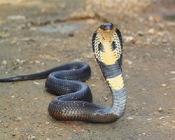 Công dụng thần kỳ của viên “ngọc đen” trên đầu rắn hổ mang - Hình 11 Cong dung than ky cua vien “ngoc den” tren dau ran ho mang-Hinh-11
