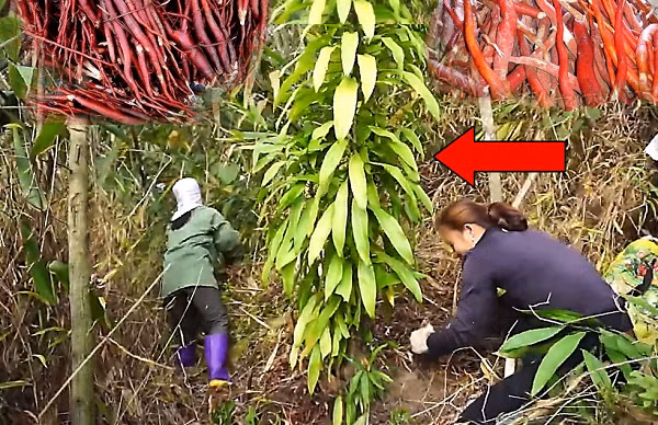 Bat ngo phat hien than duoc phong the cuc quy hiem trong rung