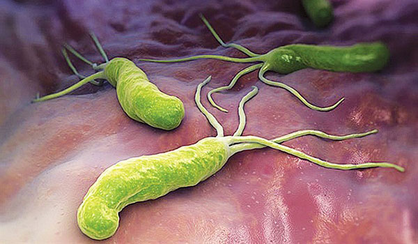 Phát hiện vi khuẩn đặc biệt ngừa nhiễm trùng và lão hoá - Hình 8 Phat hien vi khuan dac biet ngua nhiem trung va lao hoa-Hinh-8