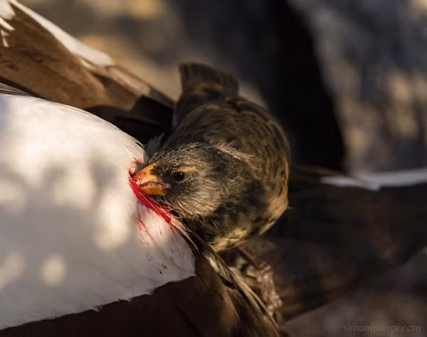 Loai chim se tien hoa bang cach uong mau dong vat de sinh ton-Hinh-5