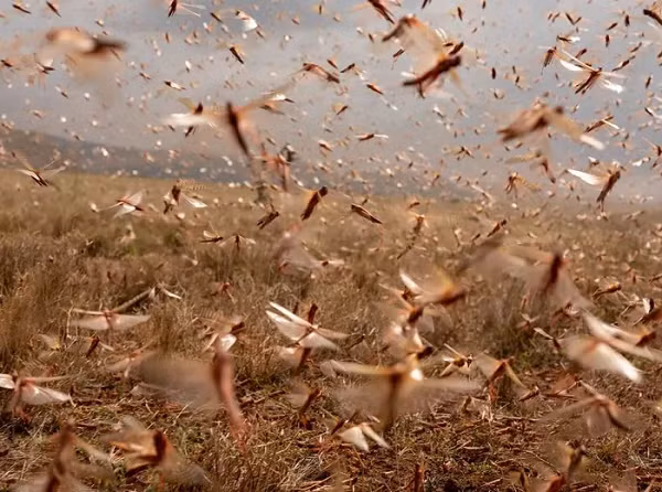 The gioi dong vat ky dieu qua nhung buc anh noi bat nhat 2021-Hinh-13