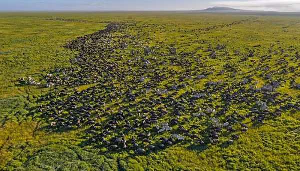 The gioi dong vat ky dieu qua nhung buc anh noi bat nhat 2021-Hinh-2