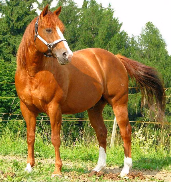 Vi sao chat long trong co the ngua co gia hang tram ti dong/lit?-Hinh-4