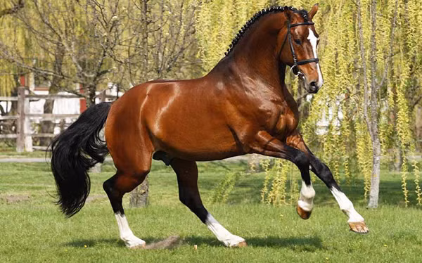 Vi sao chat long trong co the ngua co gia hang tram ti dong/lit?-Hinh-3