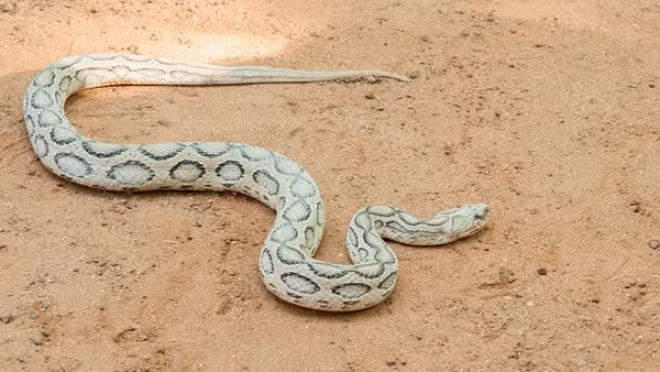 Nhung loai doc xa cuc nguy hiem can tranh xa-Hinh-10