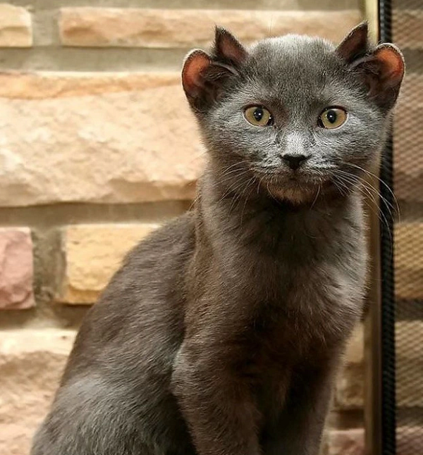 Những loài động vật vô cùng kỳ lạ, có thật trên Trái đất - Hình 10 Nhung loai dong vat vo cung ky la, co that tren Trai dat-Hinh-10