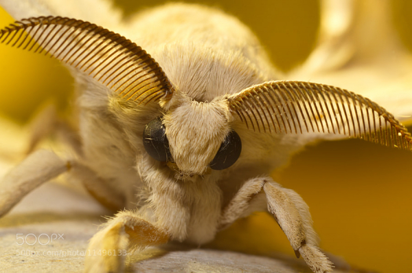 Những loài động vật vô cùng kỳ lạ, có thật trên Trái đất - Hình 11 Nhung loai dong vat vo cung ky la, co that tren Trai dat-Hinh-11