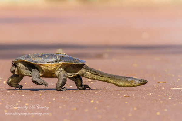 Những loài động vật vô cùng kỳ lạ, có thật trên Trái đất - Hình 13 Nhung loai dong vat vo cung ky la, co that tren Trai dat-Hinh-13