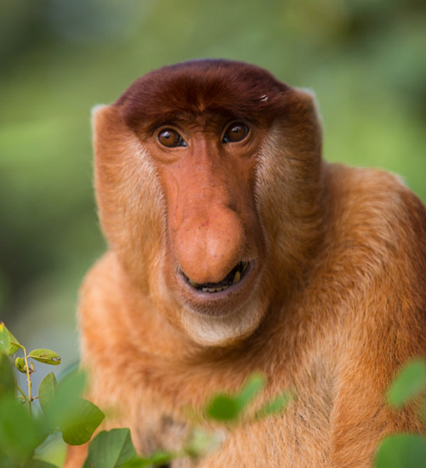 Những loài động vật vô cùng kỳ lạ, có thật trên Trái đất - Hình 3 Nhung loai dong vat vo cung ky la, co that tren Trai dat-Hinh-3