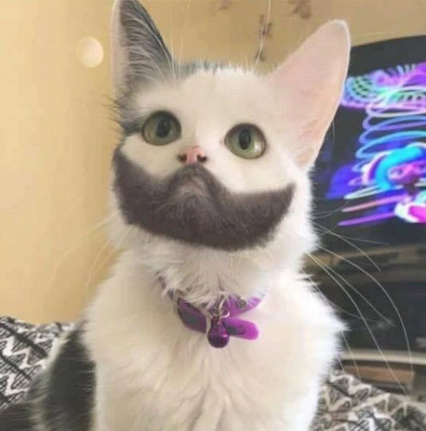 Những loài động vật vô cùng kỳ lạ, có thật trên Trái đất - Hình 5 Nhung loai dong vat vo cung ky la, co that tren Trai dat-Hinh-5